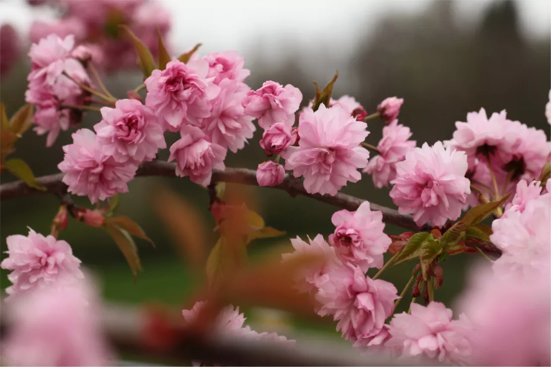 Visite commentée de la Collection Nationale de Cerisiers à fleurs d'Asie
