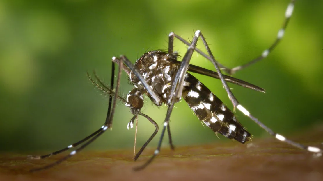 Annecy: des actions pour lutter contre le moustique tigre