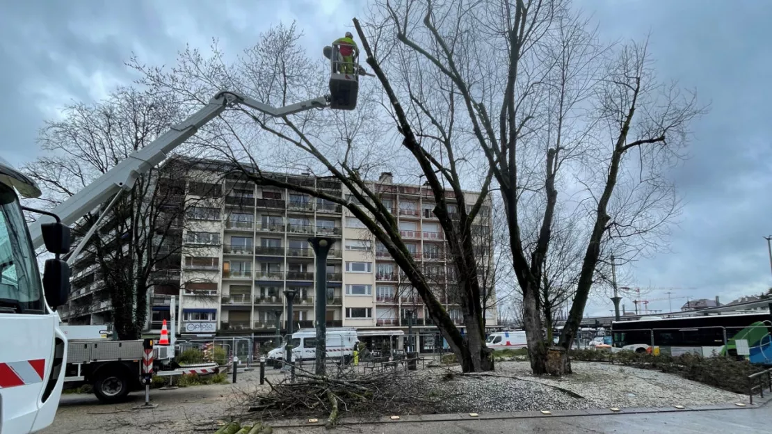 Annecy: les arbres victimes de la sécheresse