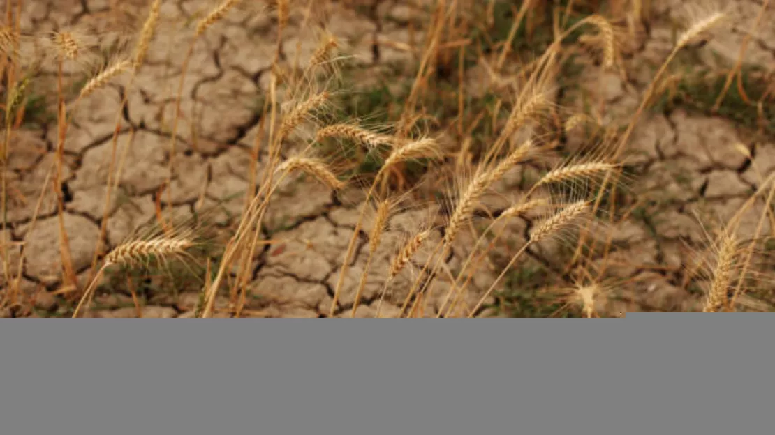 Haute-Savoie : EELV veut des actions plus fortes face à la sécheresse