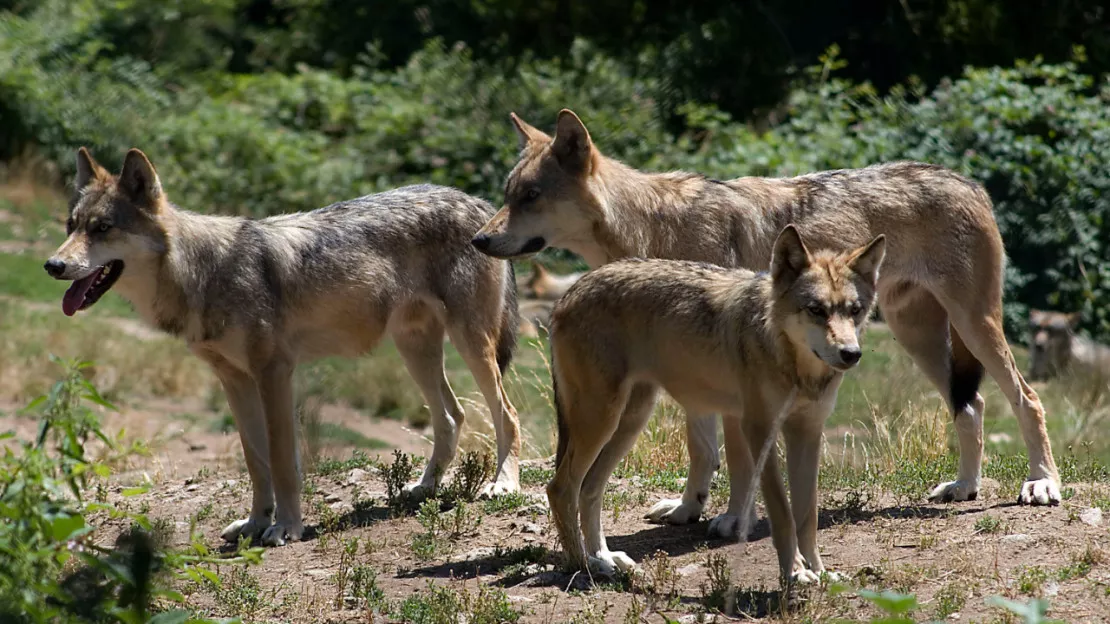 L’Ain continue de se mobiliser face aux loups et aux lynx