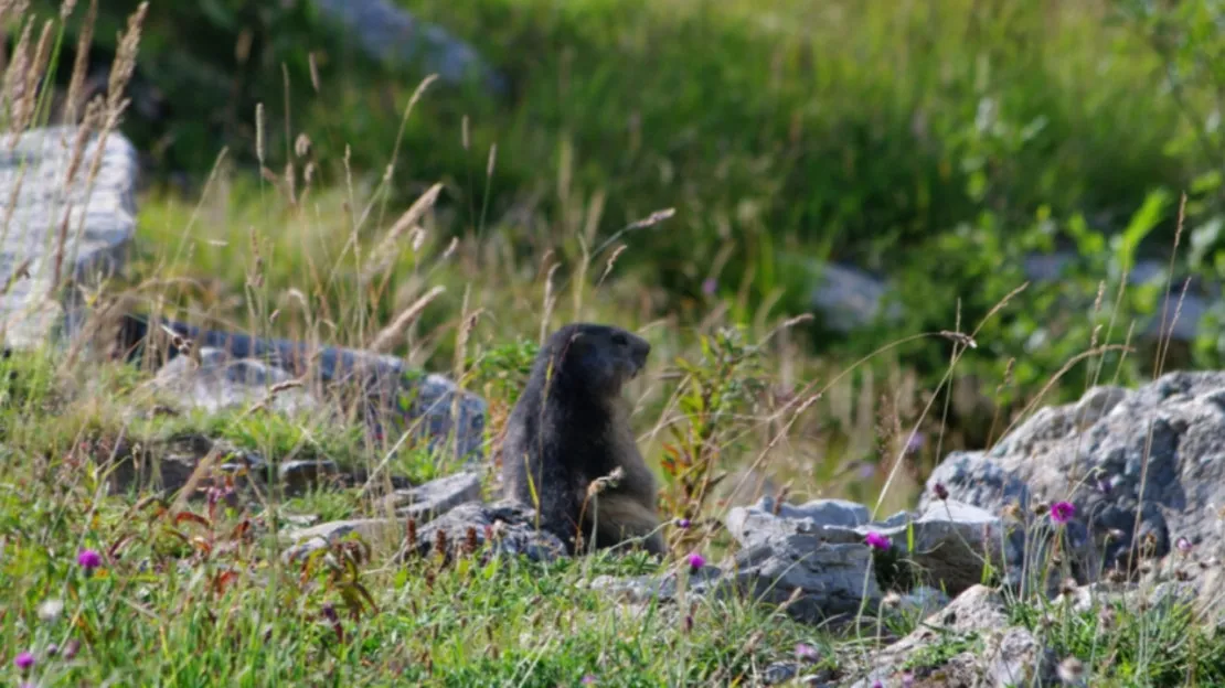 Savoie : la chasse à la marmotte et aux lièvres toujours autorisée
