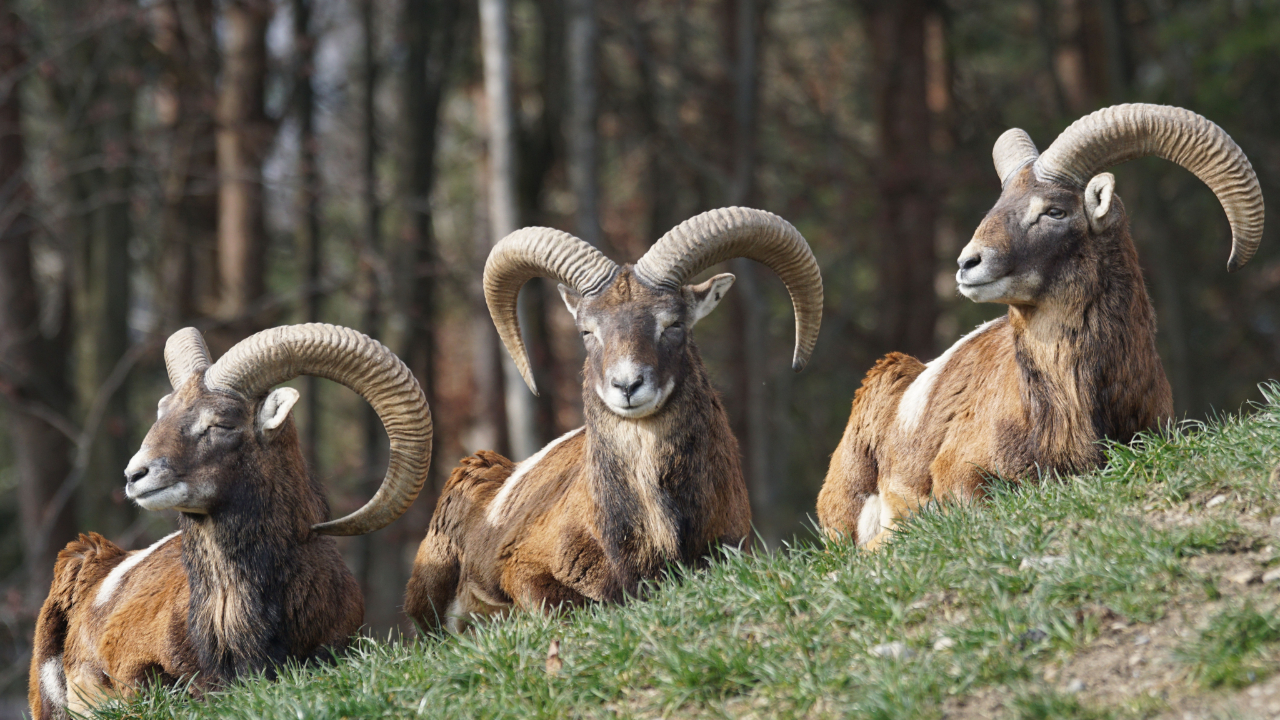 Ain : ce que vous devez savoir sur le premier cas de Fièvre Catarrhale Ovine