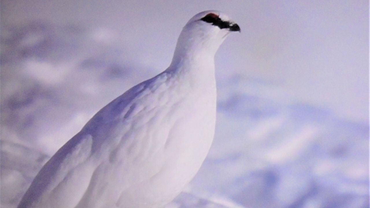 Alpes : la LPO veut poursuivre le combat apr&egrave;s le moratoire sur le lagop&egrave;de