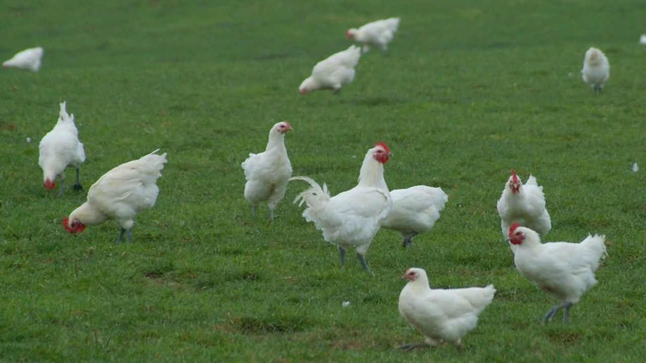Anncecy : pourquoi des barquettes de viande seront retournées dans les rayons ce week-end