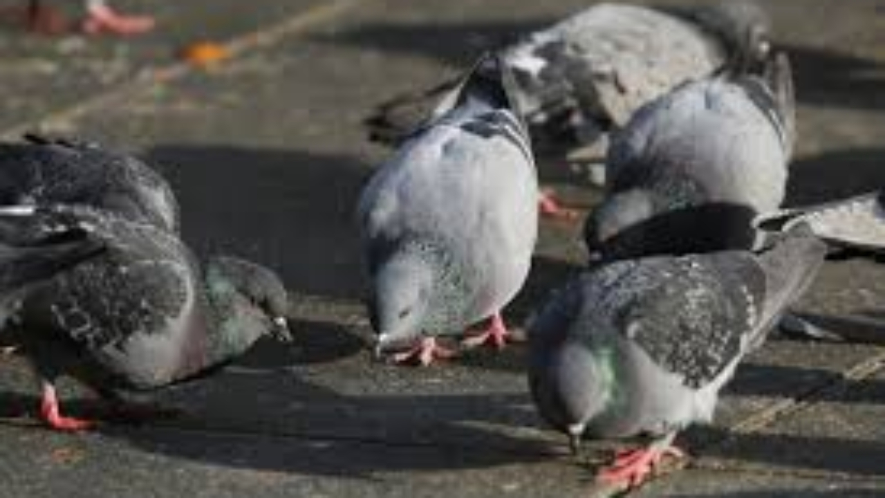 Annecy et Aix les Bains pointées du doigt par une association de défense des animaux
