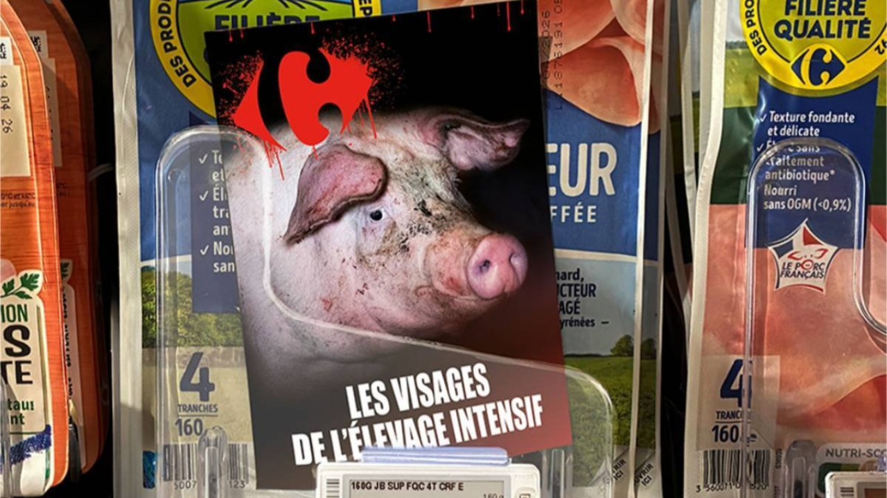 Annecy : L214 en manifestation ce samedi devant un magasin Carrefour Annecy : L214 en manifestation ce samedi devant un magasin Carrefour