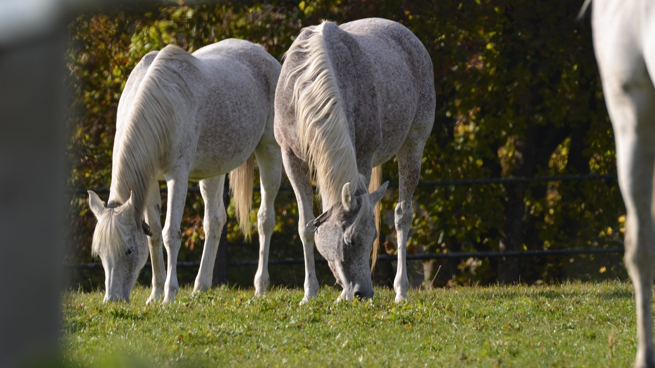 Bourg-Saint-Maurice : Négligence extrême sur ses chevaux