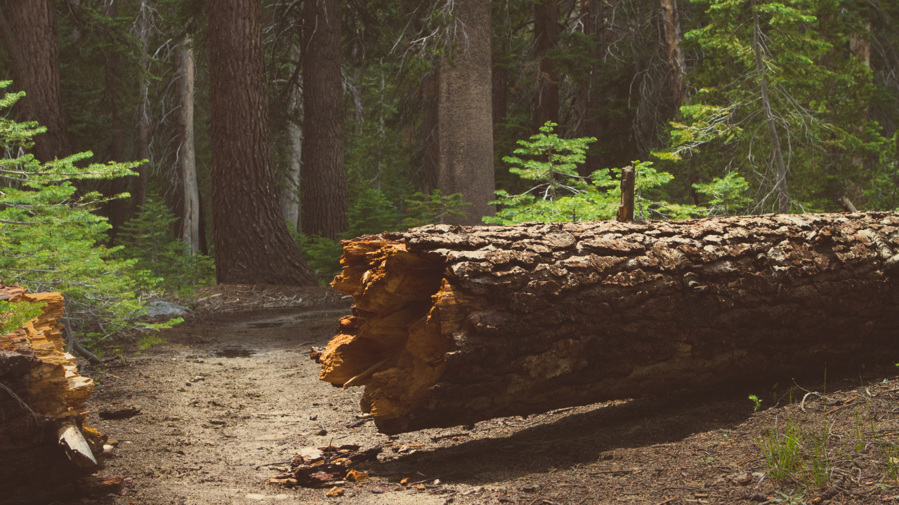 Chambéry : Des perturbations SNCF après la chute d'arbres
