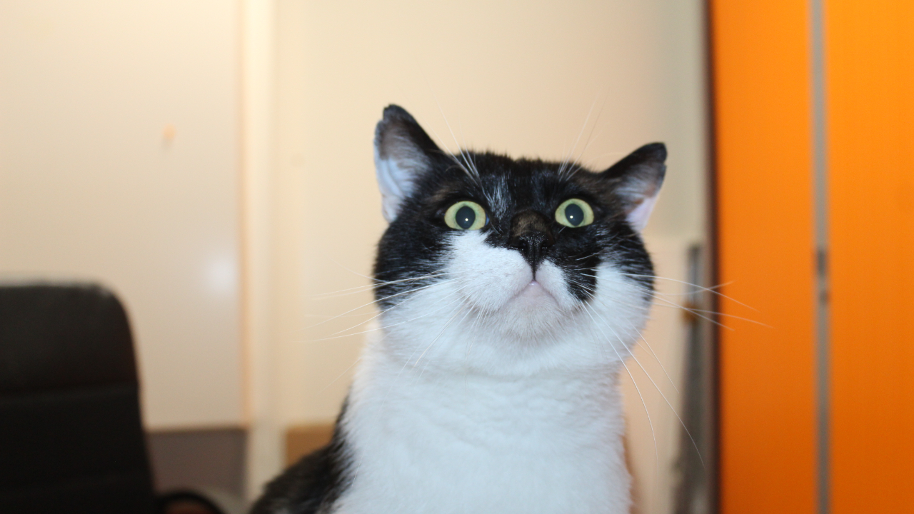 Cluses : les abandons d'animaux ne cessent d'augmenter