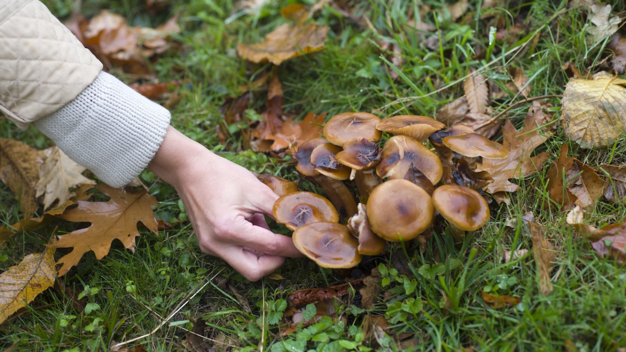 Dégringolade de 20 mètres pour ce cueilleur de champignons : les sauveteurs interviennent à Thénésol