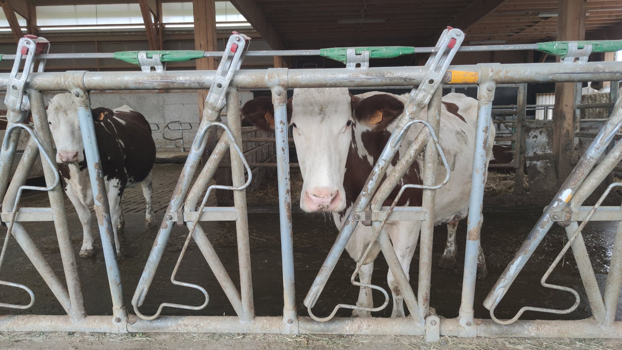 Deux Savoie : les éleveurs se mobilisent pour réduire les restrictions liées à la dermatose