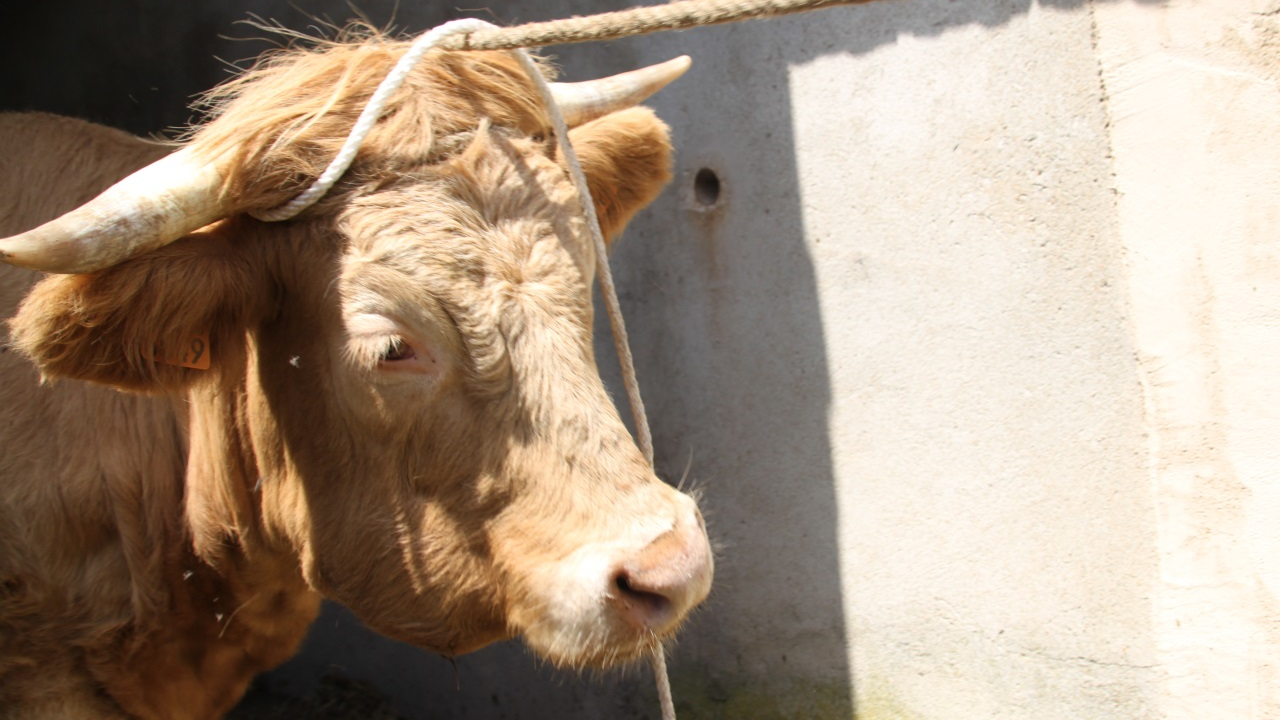 Entrelacs : la FDSEA dénonce l’arrêté préfectoral pris après la détection d'un foyer de dermatose nodulaire
