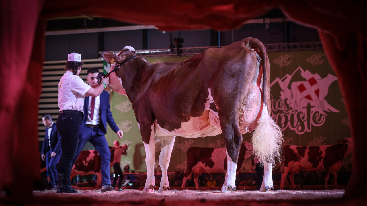 Eric Zemmour, ministre, socialistes : pourquoi Vaches en piste est si politique cette année ?