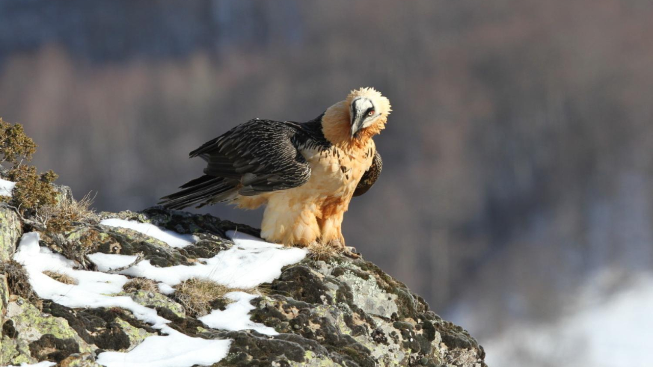 Gypaète barbu et chardon bleu : Un projet haut-savoyard lauréat de la Fondation du Patrimoine Gypaète barbu et chardon bleu : Un projet haut-savoyard lauréat de la Fondation du Patrimoine