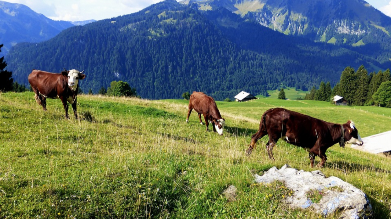 Haute-Savoie : Allègement des mesures liées à la dermatose nodulaire contagieuse Haute-Savoie : Allègement des mesures liées à la dermatose nodulaire contagieuse