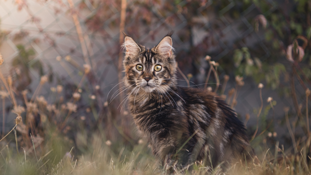 Haute-Savoie : Deux chats retrouv&eacute;s pendus, une enqu&ecirc;te ouverte