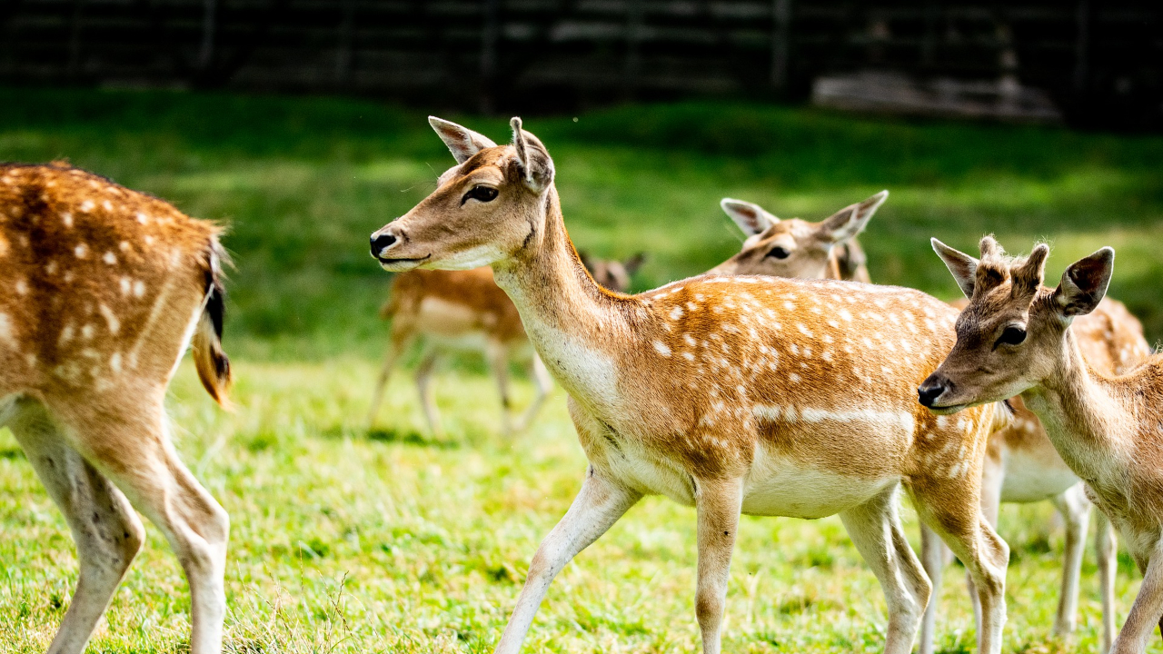 Haute-Savoie : Un appel aux dons lancé par France Nature Environnement Haute-Savoie : Un appel aux dons lancé par France Nature Environnement