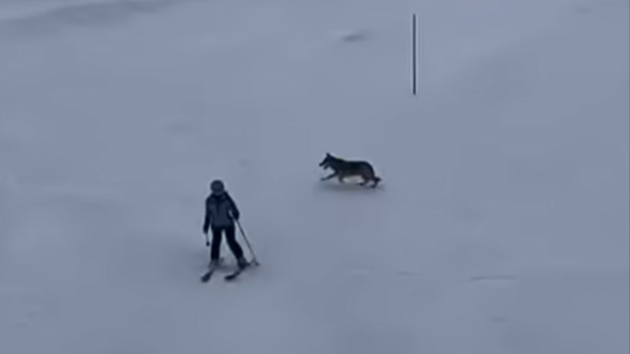 Haute-Savoie : un loup filmé sur les pistes de la station de Flaine