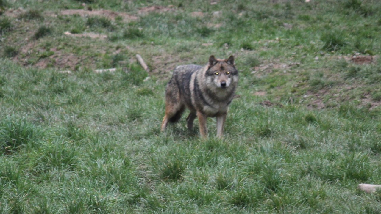 Haute-Savoie : un loup suspecté d’avoir été abattu illégalement par des braconniers Haute-Savoie : un loup suspecté d’avoir été abattu illégalement par des braconniers