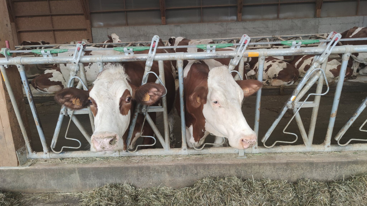 Haute-Savoie: un premier foyer de dermatose nodulaire