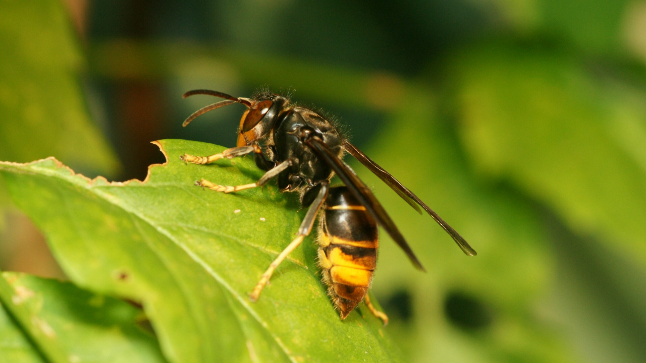 La Haute-Savoie s’engage dans la lutte contre le frelon asiatique.