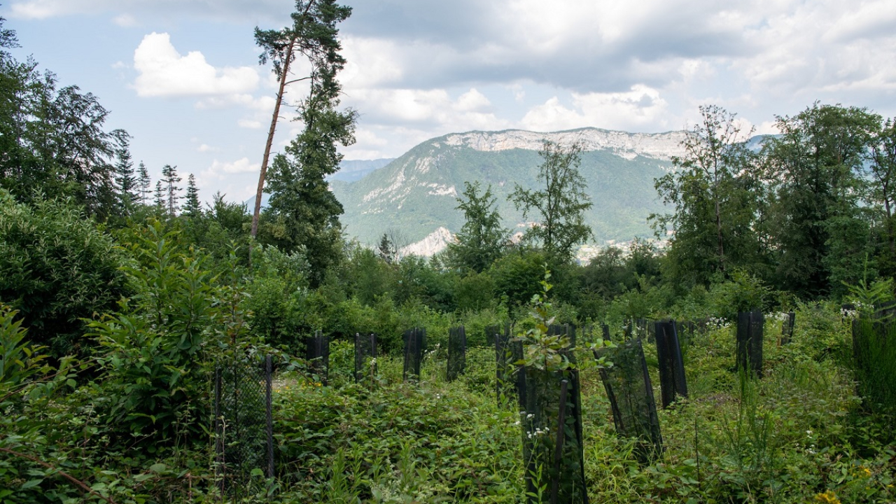 La Haute-Savoie se mobilise pour ses forêts