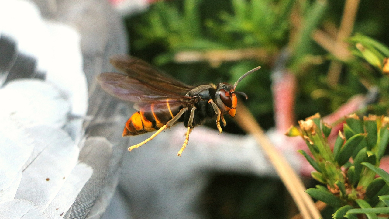 La Haute-Savoie veut lutter contre le frelon asiatique