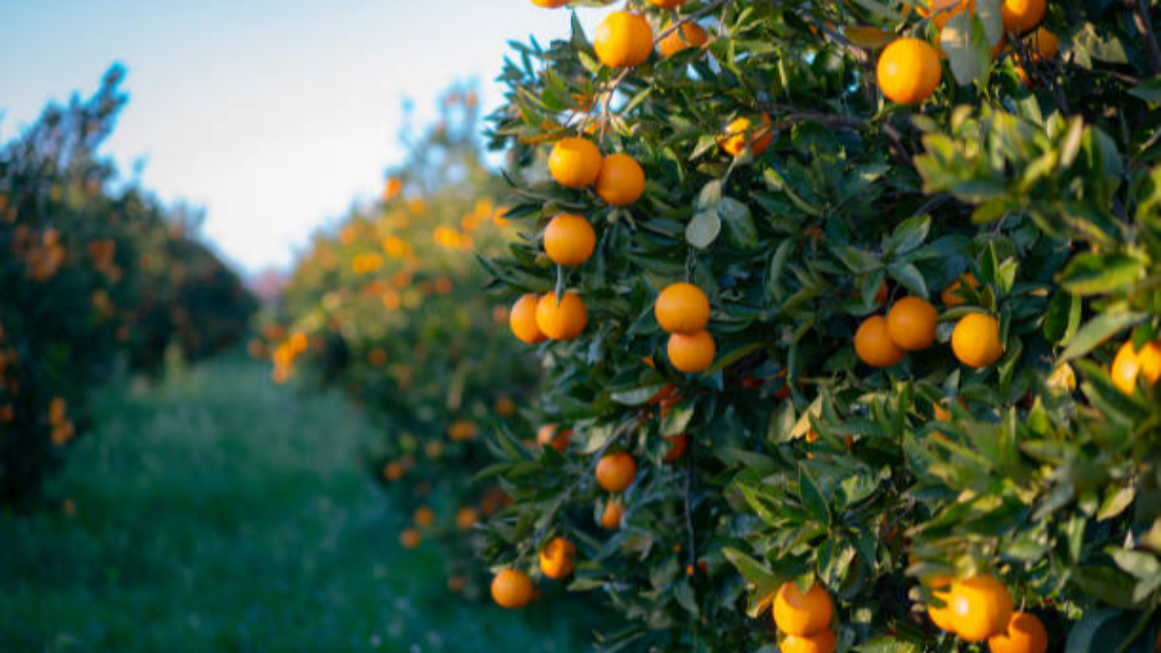 La Haute-Savoie veut soutenir les arboriculteurs