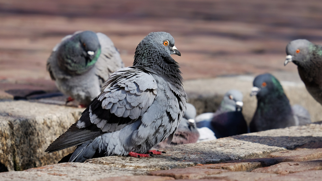 La Ville d’Annecy réagit à l’affaire des pigeons