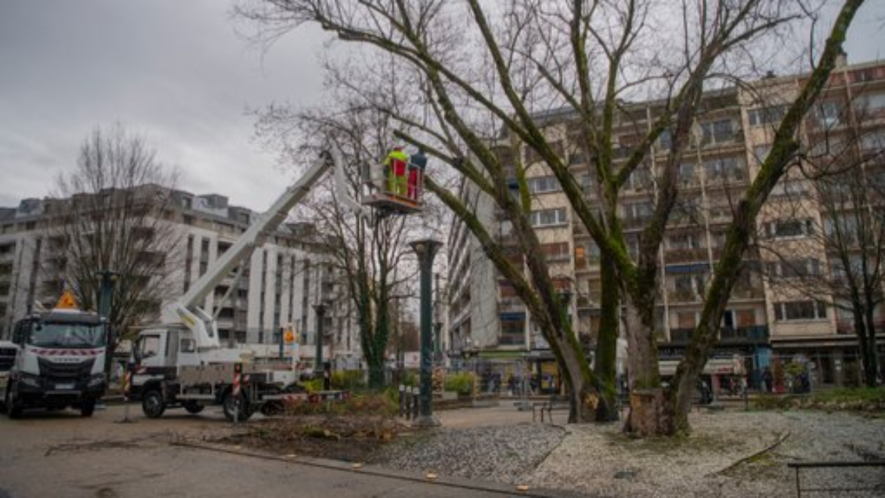 Le patrimoine arboré d’Annecy victime du dérèglement climatique