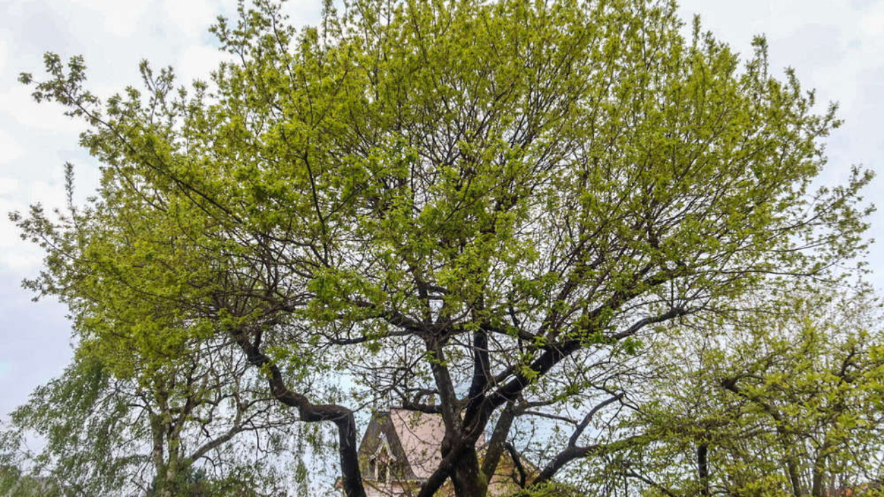 Un recensement des arbres remarquables à Chambéry