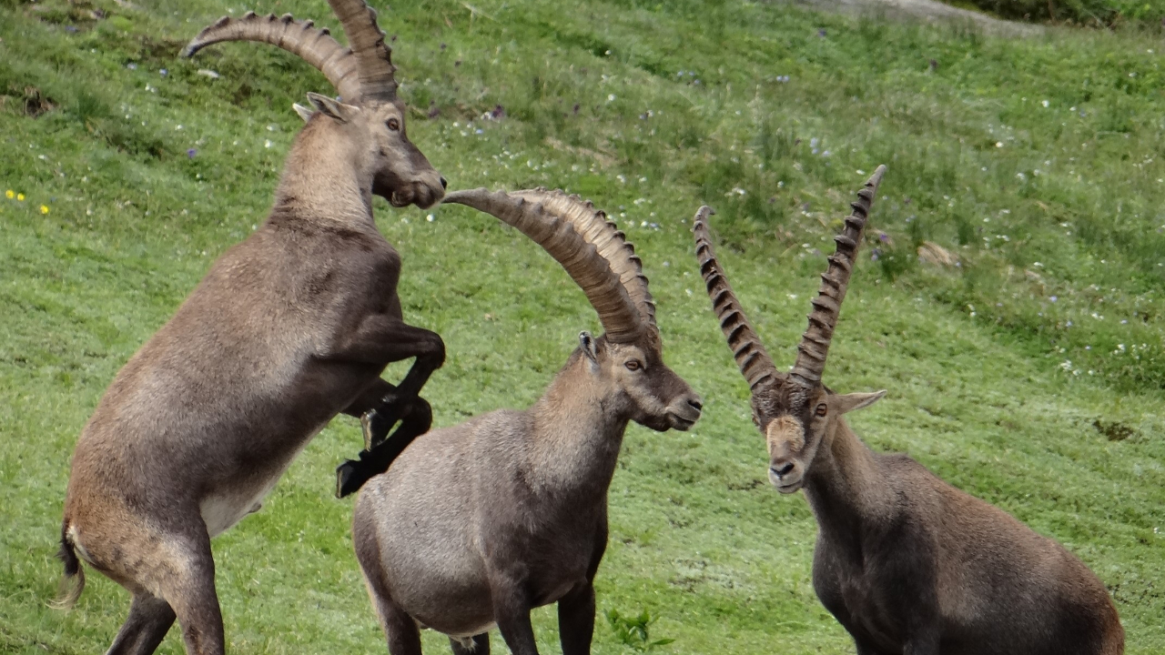 Massif du Bargy: Les tirs suspendus