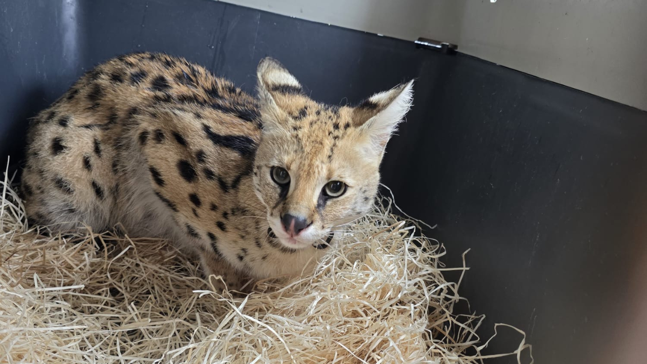 Près d'Annecy : Arrêté pour détention illégale d'un serval