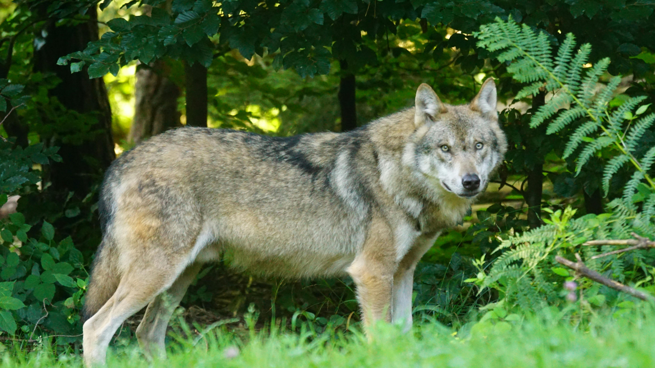 Prot&eacute;ger les &eacute;leveurs face aux loups : "Nous reconnaissons enfin les r&eacute;alit&eacute;s du terrain"