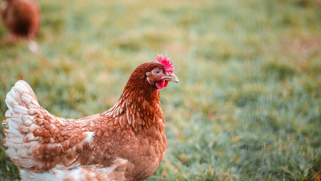 Rumilly : Des oeufs de poules pour analyser les PFAS