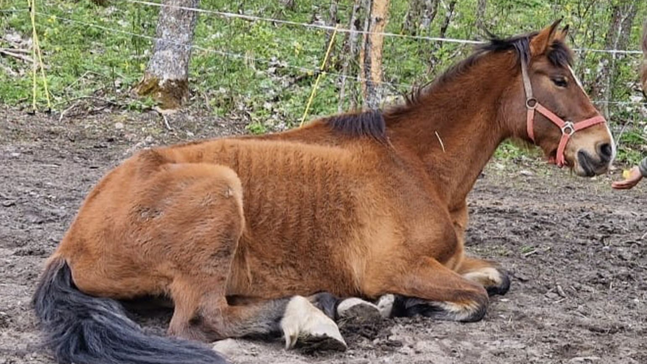 Sans nourriture dans un pré dépourvu d'herbe : une éleveuse interdite d’exercer pendant 5 ans après avoir abandonné son cheval