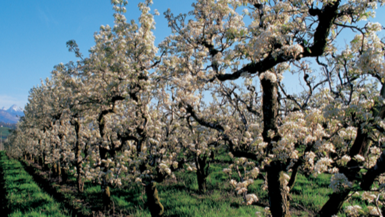 Savoie: des vergers déja en fleur Savoie: des vergers déja en fleur