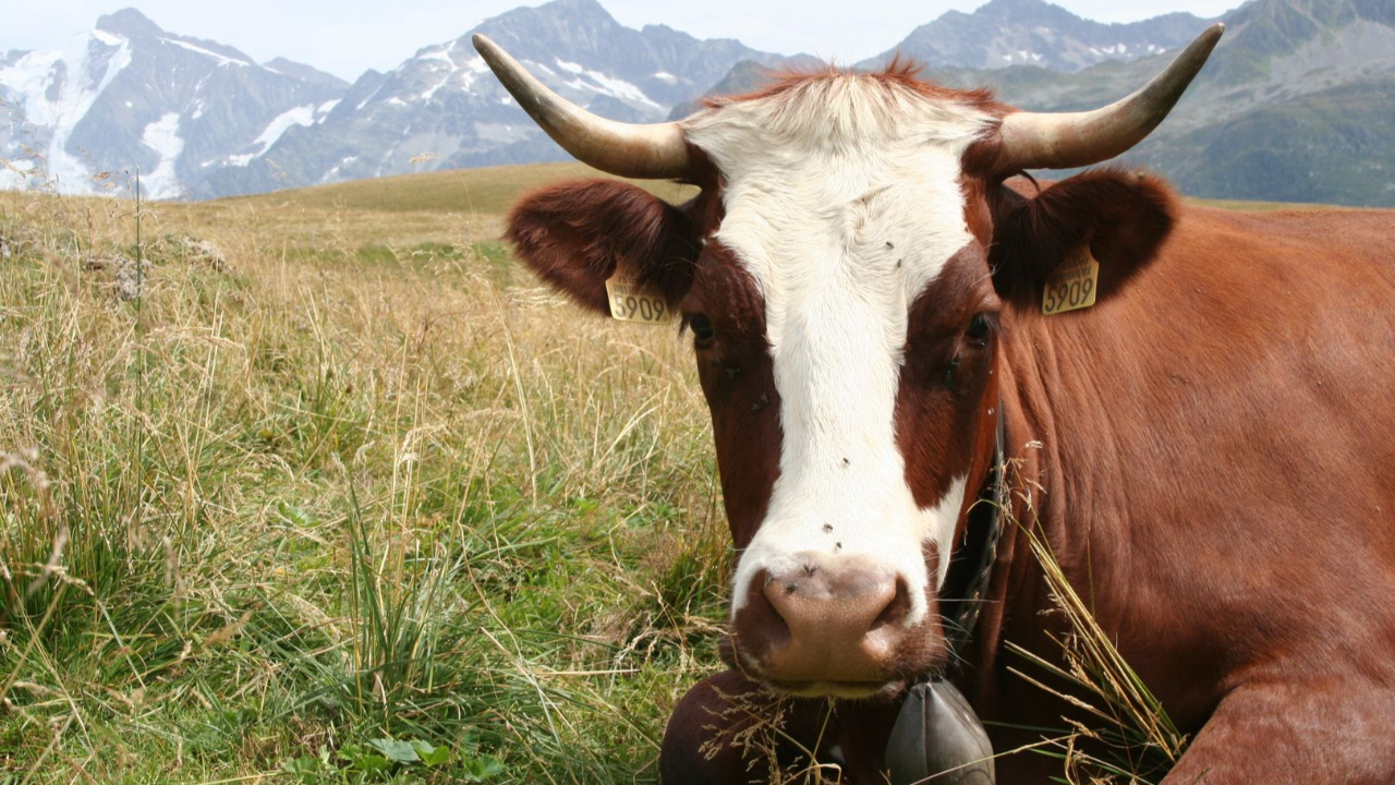 Savoie : Le député Jean-François Coulomme contre les combats de vaches