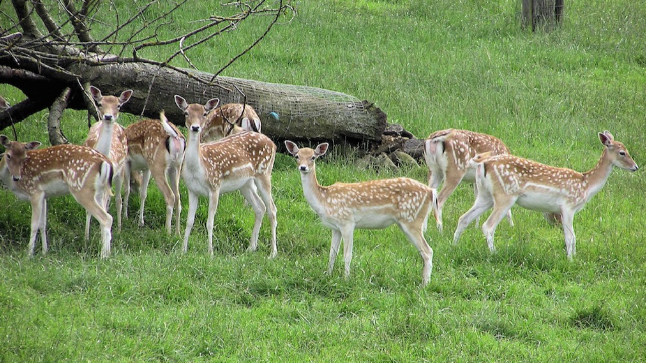 Semnoz : Le parc animalier de la Grande Jeanne en travaux