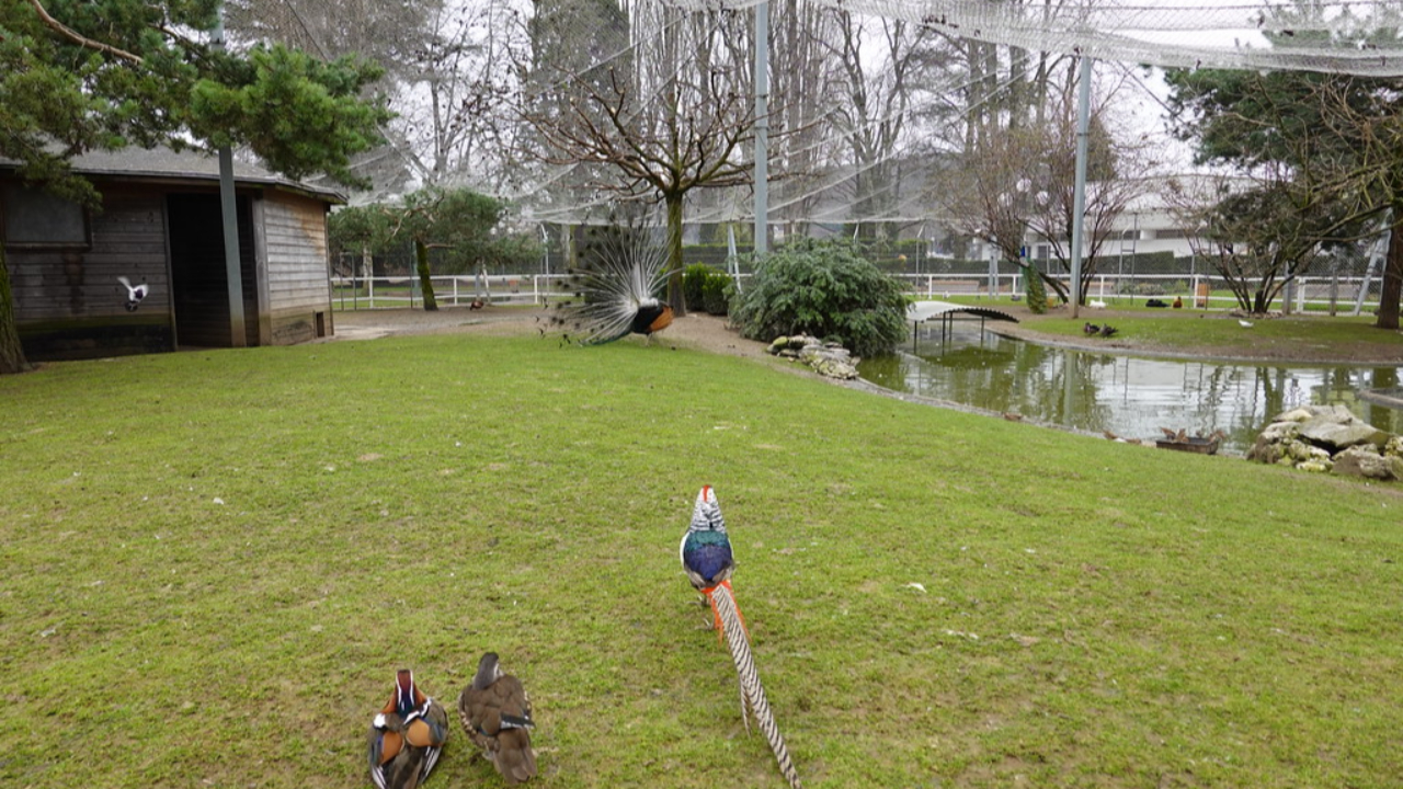 Un filet de protection installé à la Volière de l’Impérial à Annecy