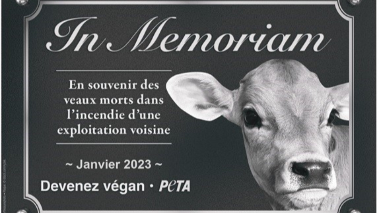Une association réagit après l'incendie d'un bâtiment agricole à Yenne en Savoie Une association réagit après l'incendie d'un bâtiment agricole à Yenne en Savoie