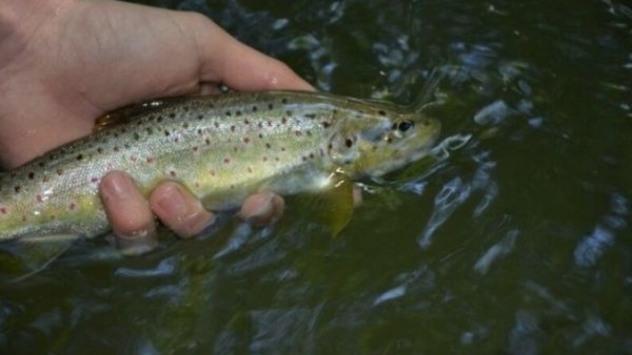 Une étude sur la contamination des habitants de l'Albanais