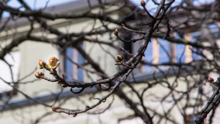 A Genève c'est un arbre qui proclame le printemps