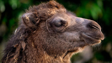 Ain : Des chameaux en liberté sur une route