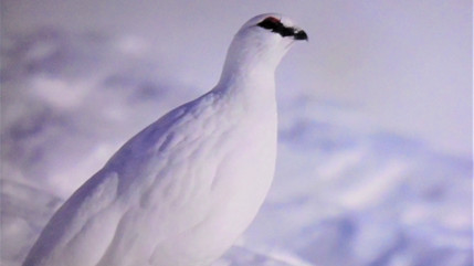 Alpes : la LPO veut poursuivre le combat apr&egrave;s le moratoire sur le lagop&egrave;de