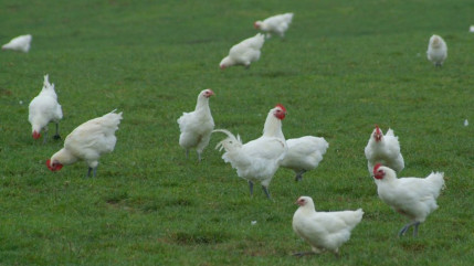 Anncecy : pourquoi des barquettes de viande seront retournées dans les rayons ce week-end