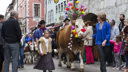 Annecy : Retour des Alpages ce samedi avec le grand retour des vaches !