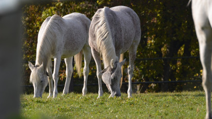 Bourg-Saint-Maurice : Négligence extrême sur ses chevaux