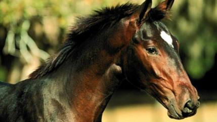 Chambéry : Une manifestation pour dénoncer l'usage des chevaux sur les marchés de Noël